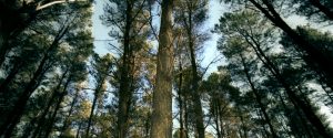 Pirihima Forest